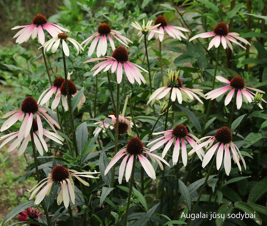 Ežiuolė rausvažiedė (Echinacea) 'Pretty Parasols', sin. JS 'Engeltje'